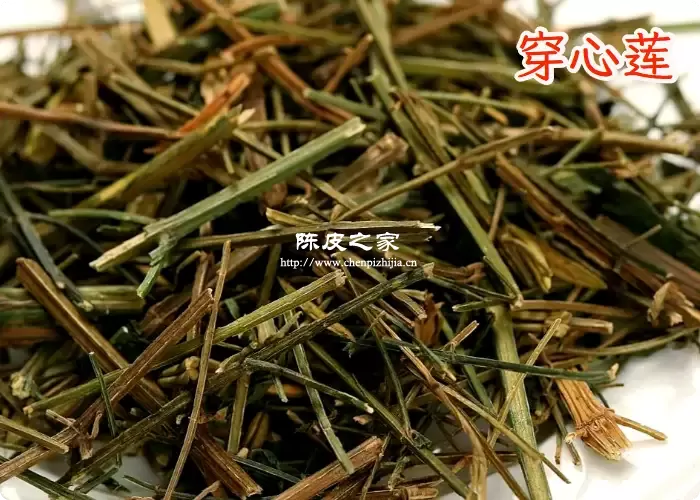 穿心莲图片